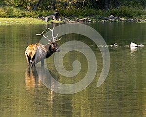 Wading elk