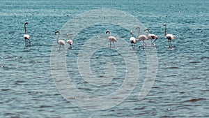 Wading flamingos