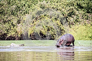 Wading hippo