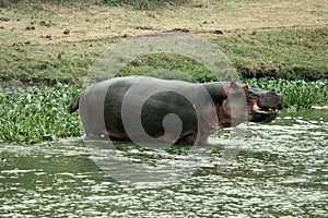 Wading Hippo