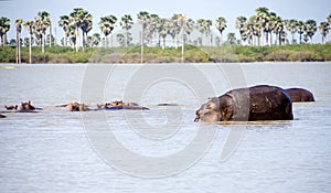 Wading hippos