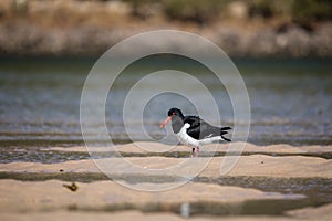 Wading pied oystercatcher feeding in morning