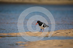 Wading pied oystercatcher feeding in morning