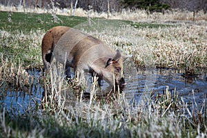 Wading Pig