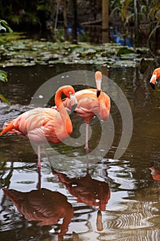 Wading pink Caribbean flamingo birds Phoenicopterus ruber