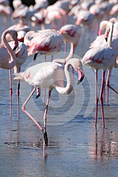 Wading Pink Flamingo
