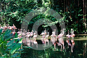 Wading pink flamingo birds