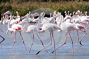 Wading Pink Flamingos