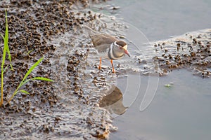 Wading Plover with reflection