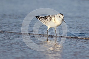 Wading Sanderling