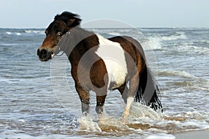 Wading through the sea photo