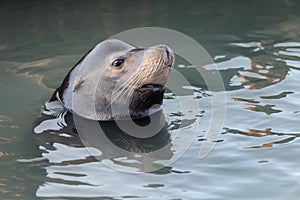 Wading sea lion