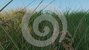 wading through thickets of grass on a summer evening at sunset, the grass rests against the camera