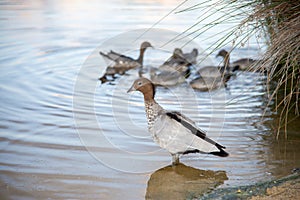 Wading Wood Duck