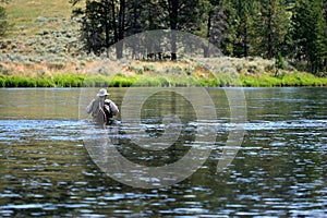 Wading in yellowstone river