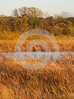 Wadsworth Prairie Nature Preserve Illinois