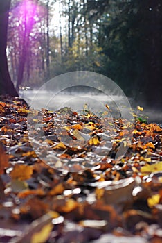 Morning in forest - fog on a river