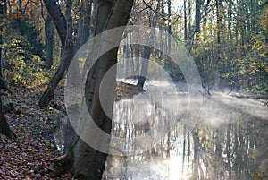 Morning in forest - fog on a river