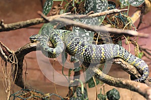 Wagler pit viper