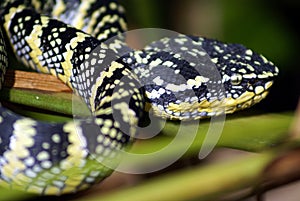 Wagler pit viper snake