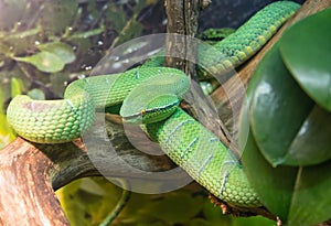 Wagler's palm viper