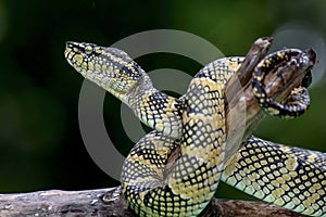 Wagler\'s pit viper