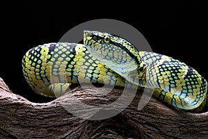 Wagler\'s pit viper