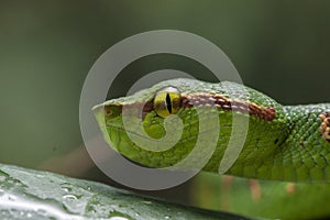 Wagler`s Pit Viper Snake - Tropidolaemus wagleri
