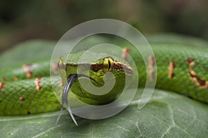 Wagler`s Pit Viper Snake - Tropidolaemus wagleri stuck out his tongue