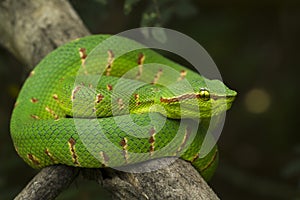 Wagler`s Pit Viper Snake - Tropidolaemus wagleri on tree branch