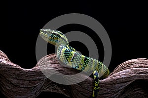 Wagler`s pit viper on tree branch