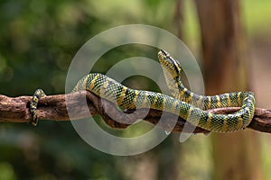 Wagler`s pit viper on tree branch