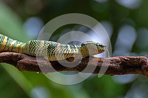 Wagler`s pit viper on tree branch