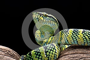 Wagler\'s pit viper on tree branch