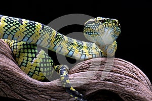 Wagler\'s pit viper on tree branch