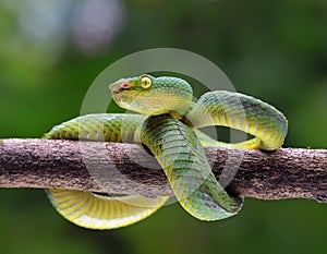 Wagler s pit viper on tree branch