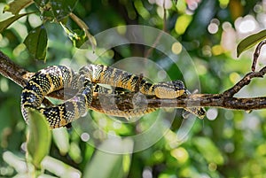 Wagler`s pit viper - Tropidolaemus wagleri