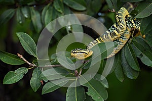Wagler`s pit viper - Tropidolaemus wagleri