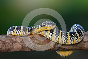 Wagler viper, temple venomous photo