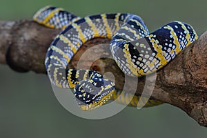 Wagler viper, temple venomous photo