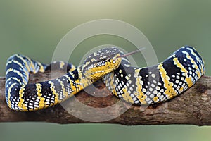 Wagler viper, temple venomous photo
