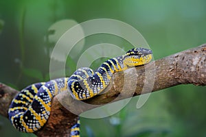 Wagler viper, temple venomous photo