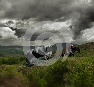 Wagon crossing green fields