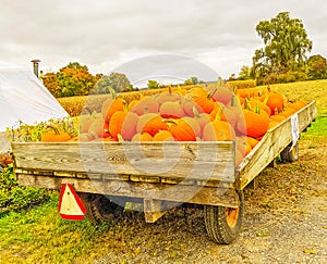 Wagon filled with orange pumpkins on hill in Fall