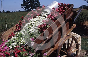 wagon flowers