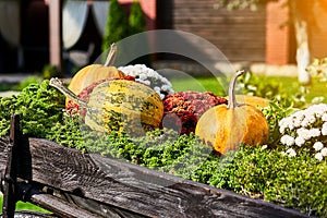 Wagon full of Halloween yellow and green pumpkins. Pumpkin season. Autumn compositions