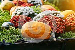 Wagon full of Halloween yellow and green pumpkins. Pumpkin season. Autumn compositions