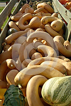 Wagon Full Squash