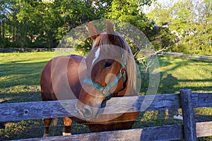 Wagon Horse at Wade House  802442