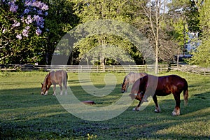 Wagon Horses at Wade House  802458